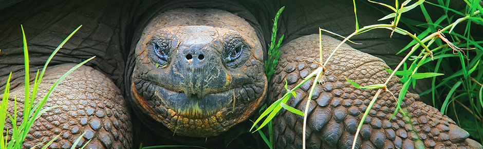 Pay-In-Full Savings - Galapagos