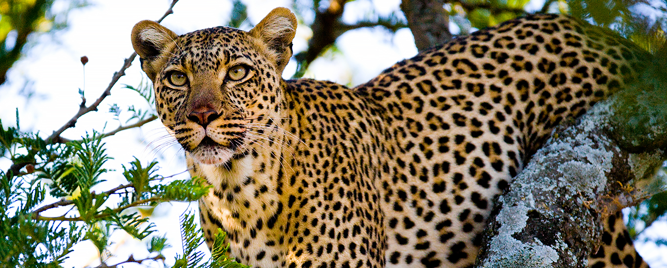 Wings Over Africa Safari