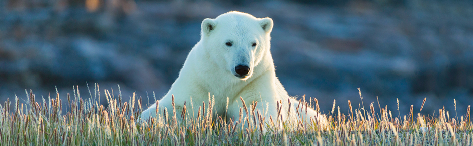 Churchill Polar Bear Tours | Alexander + Roberts